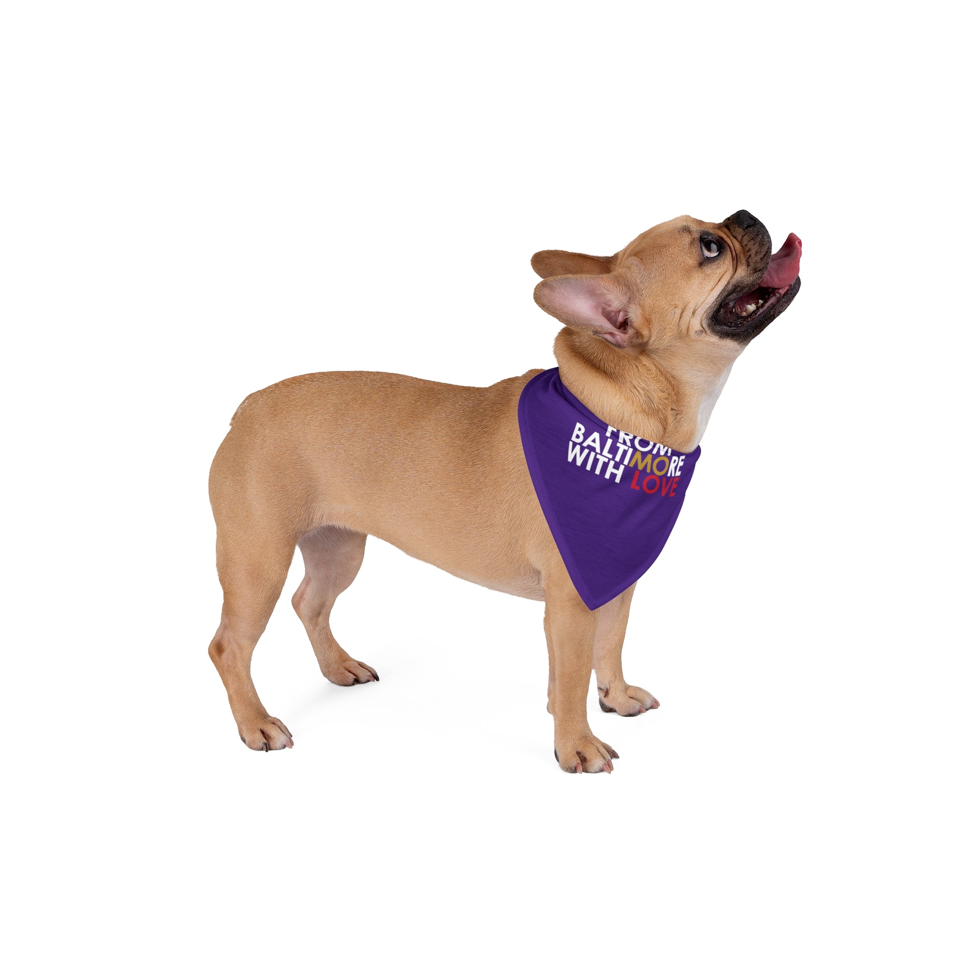 Purple Ravens pet bandana from Printify, featuring a stylish design for dogs and cats, displayed on a pet in the image.